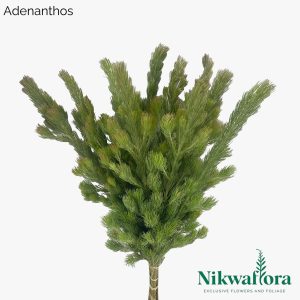 NIKWAFLORA | ADENANTHOS
