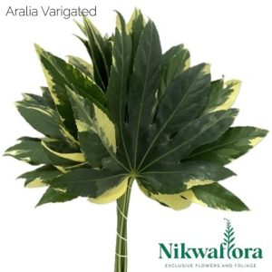 ARALIA VARIGATED | NIKWAFLORA