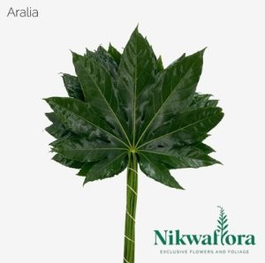 ARALIA | NIKWAFLORA