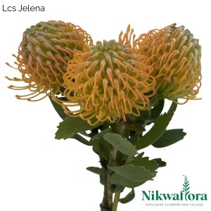 Lcs Jelena | Nikwaflora
