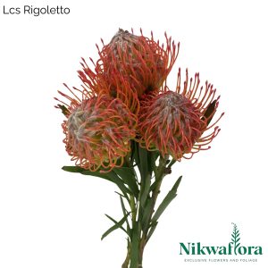 LCS RIGOLETTO | NIKWAFLORA