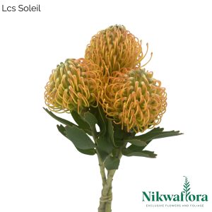 Lcs Soleil | Nikwaflora