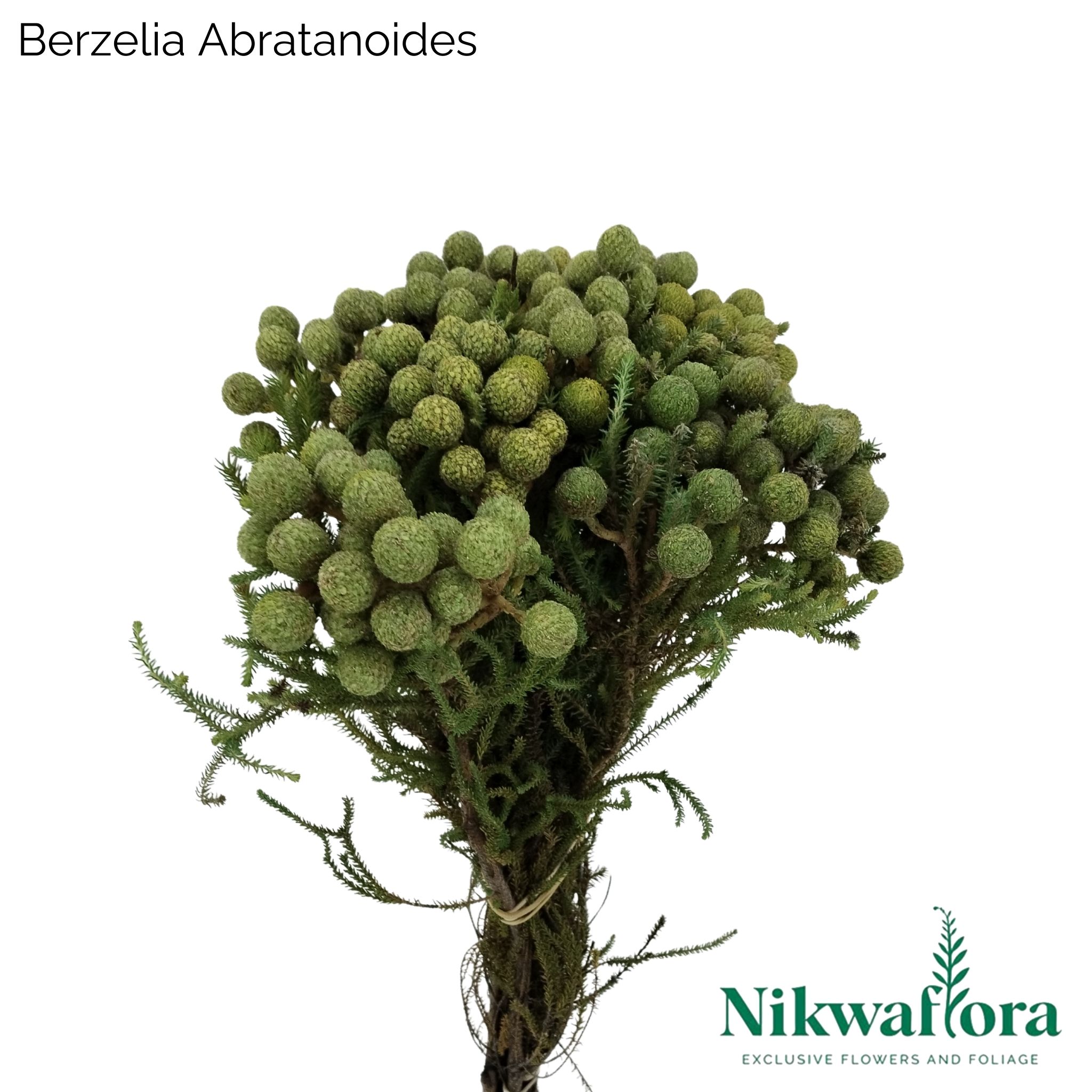 NIKWAFLORA | BERZELIA ABRATANOIDES