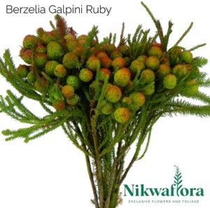 NIKWAFLORA | BERZELIA GALPINI RUBY
