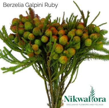 NIKWAFLORA | BERZELIA GALPINI RUBY