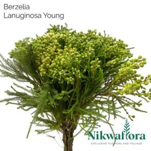 NIKWAFLORA | BERZELIA LANUGINOSA YOUNG