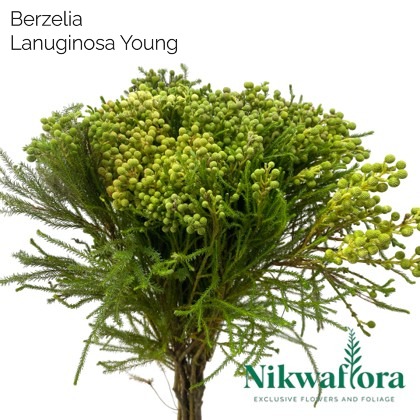 NIKWAFLORA | BERZELIA LANUGINOSA YOUNG
