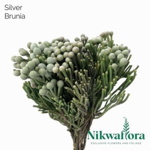 NIKWAFLORA | BRUNIA SILVER