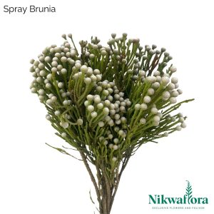 NIKWAFLORA | BRUNIA SPRAY