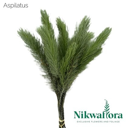 NIKWAFLORA | ASPILATUS