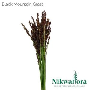 NIKWAFLORA | BLACK MOUNTAIN GRASS