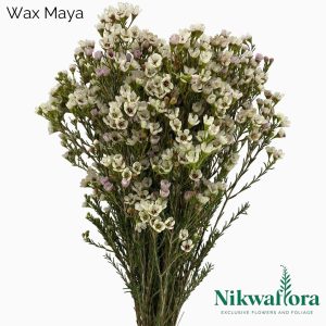 NIKWAFLORA | WAX FLOWER MAYA