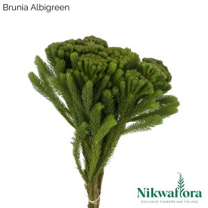 NIKWAFLORA | BRUNIA ALBIGREEN