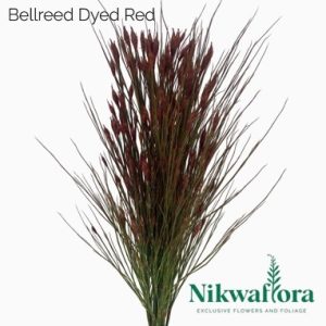 NIKWAFLORA | BELLREED DYED RED