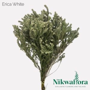 Nikwaflora Erica White