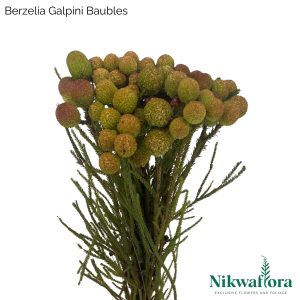 NIKWAFLORA | BERZELIA GALPINI BAUBLES