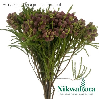 NIKWAFLORA | BERZELIA LANUGINOSA PEANUT