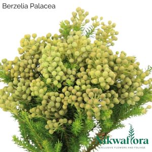 NIKWAFLORA | BERZELIA PALACEA