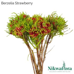 NIKWAFLORA | BERZELIA STRAWBERRY
