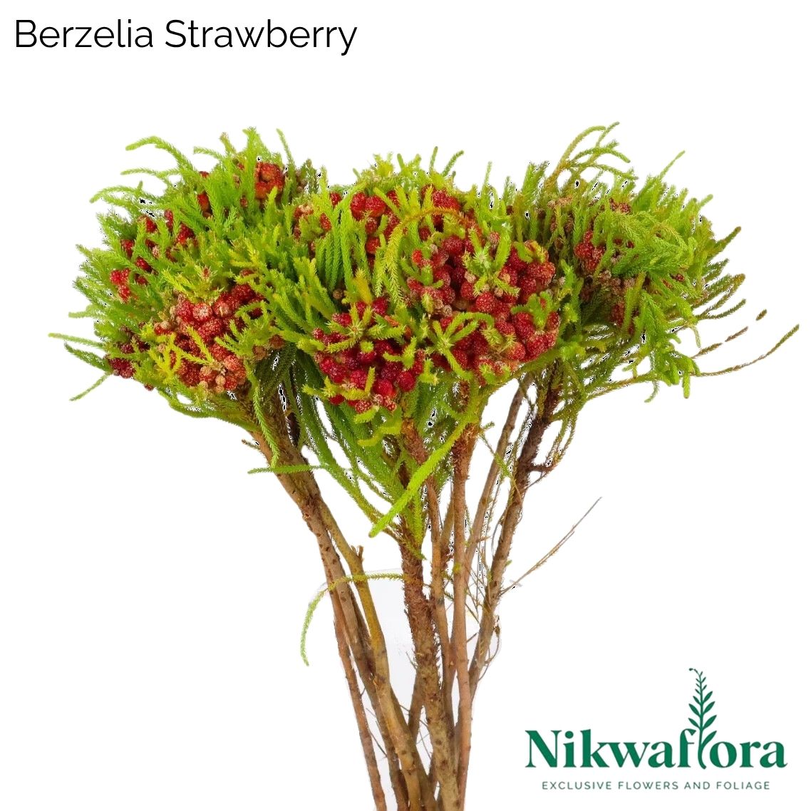 NIKWAFLORA | BERZELIA STRAWBERRY