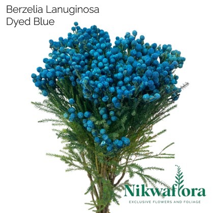 NIKWAFLORA | BERZELIA LANUGINOSA DYED BLUE