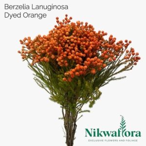 NIKWAFLORA | BERZELIA LANUGINOSA DYED ORANGE