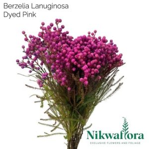 NIKWAFLORA | BERZELIA LANUGINOSA DYED PINK