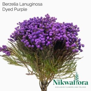 NIKWAFLORA | BERZELIA LANUGINOSA DYED PURPLE