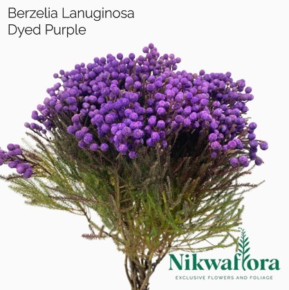 NIKWAFLORA | BERZELIA LANUGINOSA DYED PURPLE