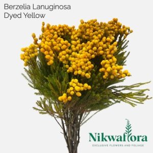 NIKWAFLORA | BERZELIA LANUGINOSA DYED YELLOW