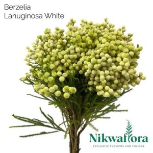 NIKWAFLORA | BERZELIA LANUGINOSA WHITE