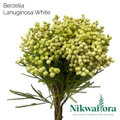 NIKWAFLORA | BERZELIA LANUGINOSA WHITE