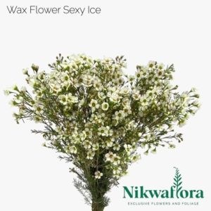 NIKWAFLORA | WAXFLOWER SEXY ICE