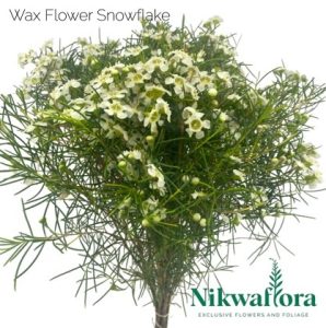 NIKWAFLORA | WAX FLOWER SNOWFLAKE