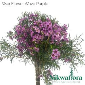 NIKWAFLORA | WAX FLOWERS PURPLE WAVE