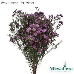 NIKWAFLORA | WAX FLOWER MB VIOLET
