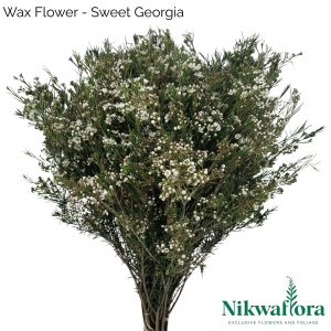 NIKWAFLORA | WAX FLOWER SWEET GEORGIA