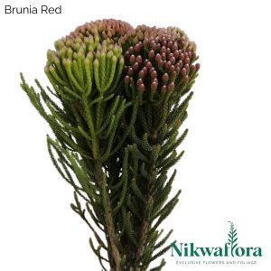 NIKWAFLORA | BRUNIA RED