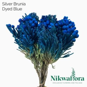 NIKWAFLORA | BRUNIA SILVER DYED BLUE