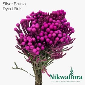 NIKWAFLORA | BRUNIA SILVER DYED PINK