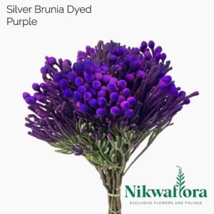 NIKWAFLORA | BRUNIA SILVER DYED PURPLE