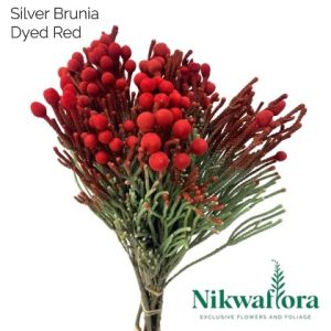 NIKWAFLORA | BRUNIA SILVER DYED RED