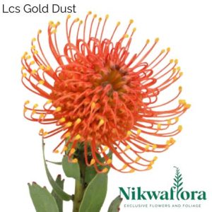 Lcs Gold Dust | Nikwaflora